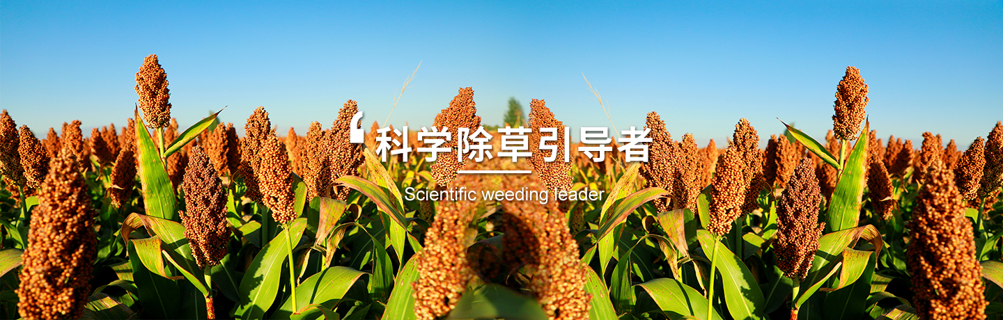 經(jīng)作類(lèi)除草劑哪家好、小麥田除草劑選哪家